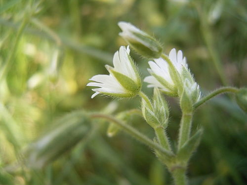 Cerastium fontanum